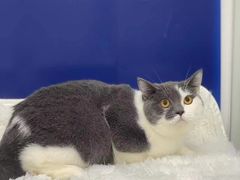 -爱洗澡的猫(天河路店)