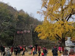 -千年银杏谷文化旅游区