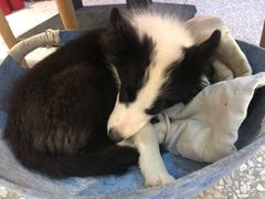 -绒爪撸猫下午茶·猫咖