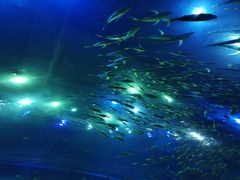 -成都浩海立方海洋公园