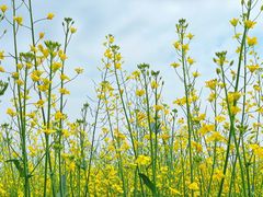 -光明小镇欢乐田园