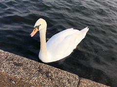 -海德公园