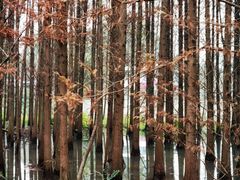 -桤木河湿地公园