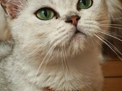 -唐小姐の私宠·宠物洗护美容·撸猫馆·购宠(周浦万达旗舰店)