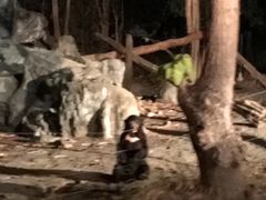 -清迈夜间动物园