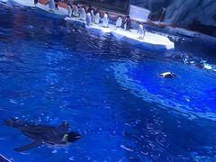 -上海海昌海洋公园