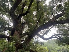 -杨家堂村