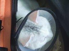 -北京观赏动物医院·24小时大型综合·猫专科·异宠专科