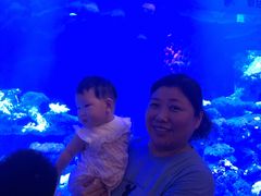 -芜湖新华联大白鲸海洋公园