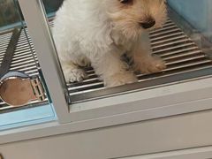 -FAELING PETS美天灵宠物(合生汇店)