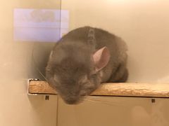 -龙猫仔乐园(惠福东路店)