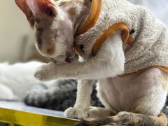 -猫小院猫主题餐厅(南锣旗舰店)