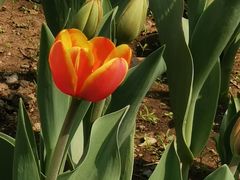 -国家植物园南园