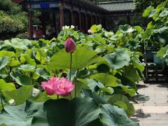 -莲花池公园