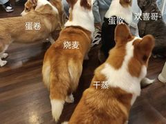 -柯斗斗主题餐厅·狗咖·围炉煮茶·茶饮(国瑞升平里店)