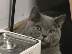 -猫大福·Fortune Cat猫舍(百子湾店)