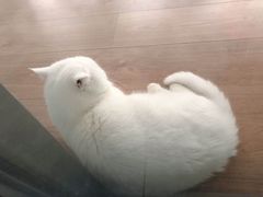 -MOYOYO猫咪咖啡店