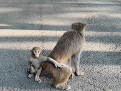 -黔灵山公园