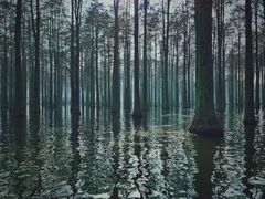 -渌洋湖湿地公园