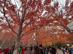 -辽宁大学(崇山校区)