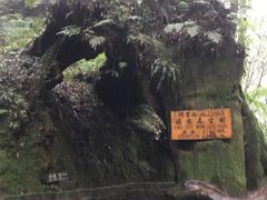 -阿里山神木遗迹