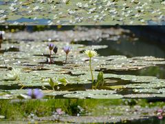 -国家植物园南园