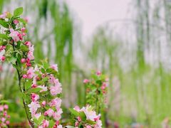 -海棠花溪(元大都城垣遗址公园)