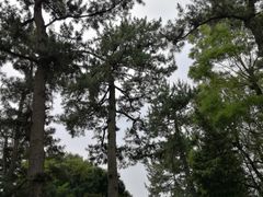 -名古屋城