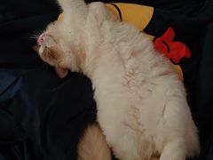 -猫大福·Fortune Cat猫舍(百子湾店)