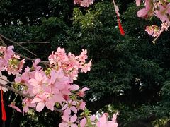 -宝墨园景区