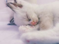 -喵的天空名猫咖啡馆·撸猫·猫舍·用品