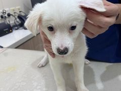 -佩兹宠物医院肿瘤专科·眼科·牙科(黄浦店)