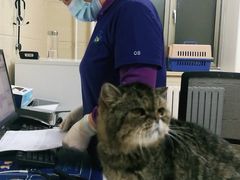 -北京观赏动物医院·24小时大型综合·猫专科·异宠专科
