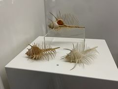 -贝壳王国博物馆
