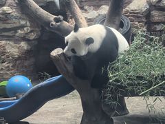 -石家庄市动物园