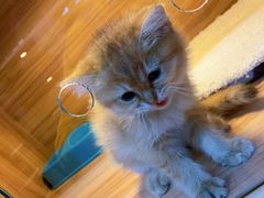 -猫十亿·布偶金渐层·曼基康矮脚猫舍(青年路店)