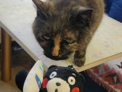 -Sirena海妖日咖夜酒