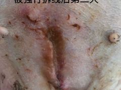 -东方动物医院·宠保定点·骨科·转诊中心(春城路·昆明站分院)