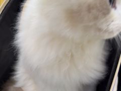 -瑞派福兴宠物医院犬猫全科·骨科·中西医结合(河东店)