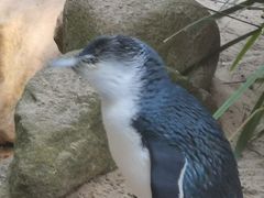 -费瑟代尔野生动物园