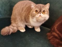 -猫大福·Fortune Cat猫舍(百子湾店)