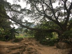 -广州市石门国家森林公园