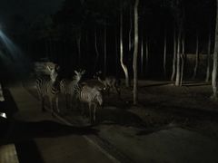 -清迈夜间动物园
