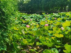 -金银湖国家城市湿地公园
