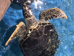 -芜湖新华联大白鲸海洋公园
