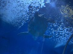 -北戴河圣蓝海洋公园