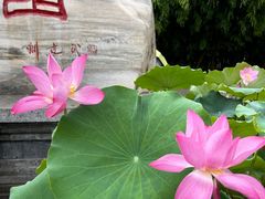 -莲花池公园