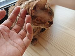 -有喵·猫咖·狗咖·30几只猫10只小狗(岗厦店)
