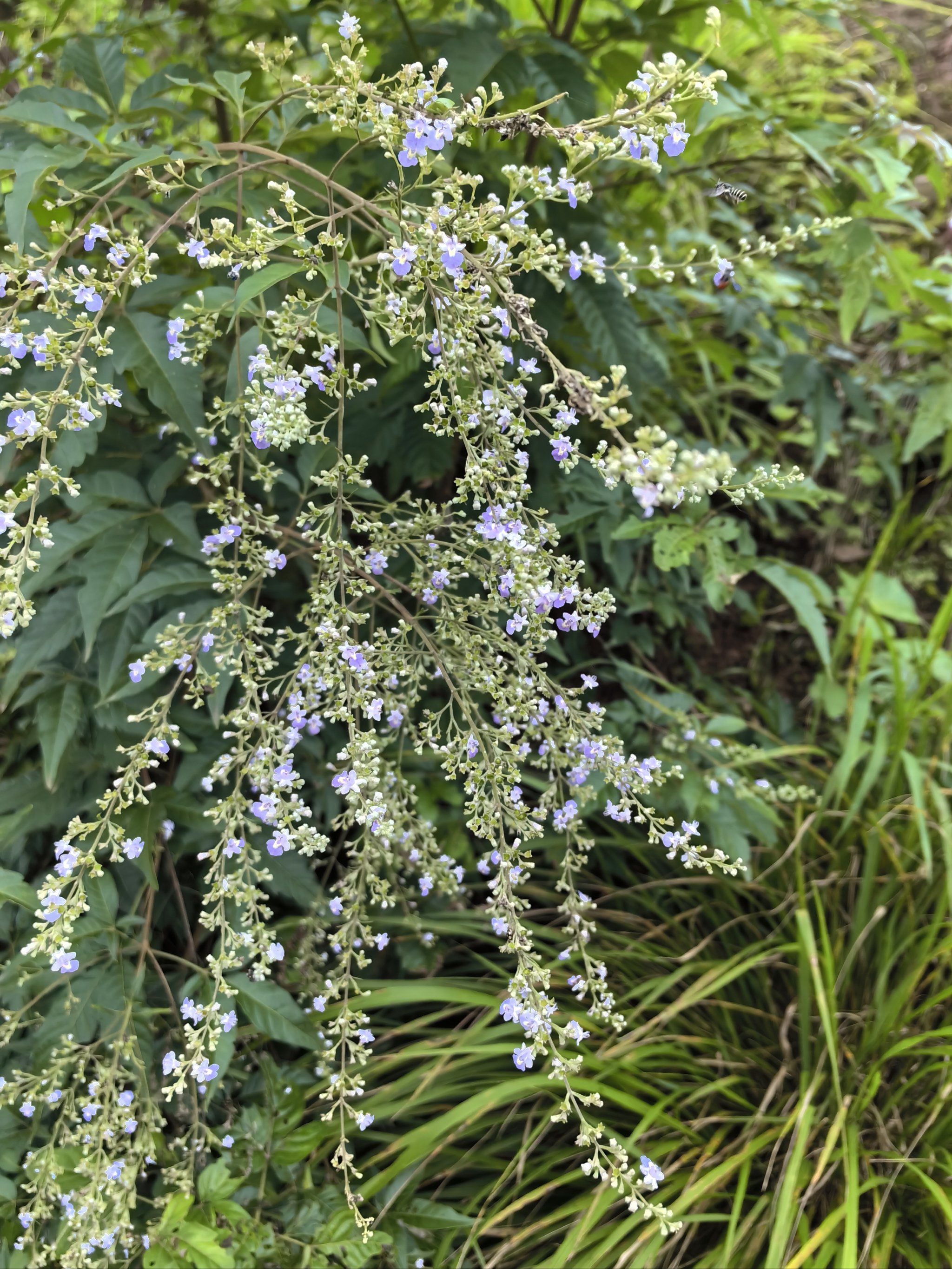 黄荆棍下出好人的黄荆开花了