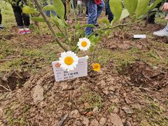 -前小桔亲子创意农场·草莓采摘·露营烧烤